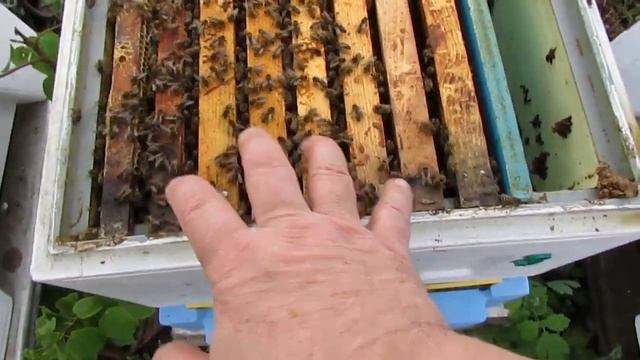 ставлю второй корпус при расширении в мае, в каждый корпус ставлю по 8 рамок по принципу улья Кука смотреть онлайн