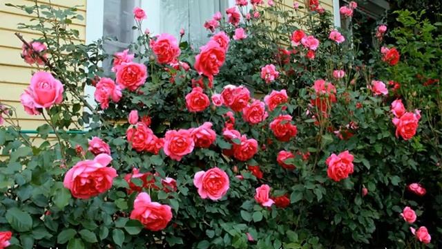 Роза Парад (Parade) — описание сорта клайминга