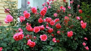 Роза Парад (Parade) — описание сорта клайминга