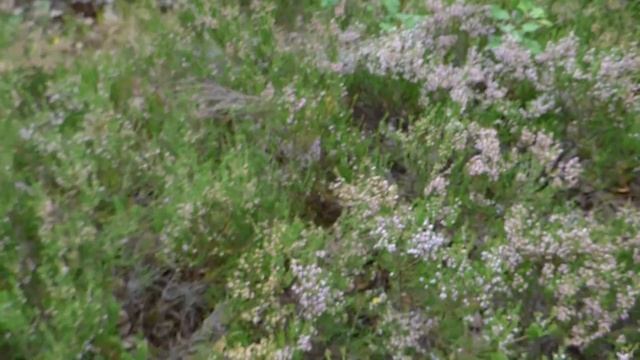 Когда пора домой, а грибы не выпускают тебя из леса. Красные, белые, подберчики, карельская природа смотреть онлайн