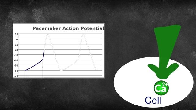 The Pacemaker of the Heart - SA and AV Nodes Made EASY! смотреть онлайн