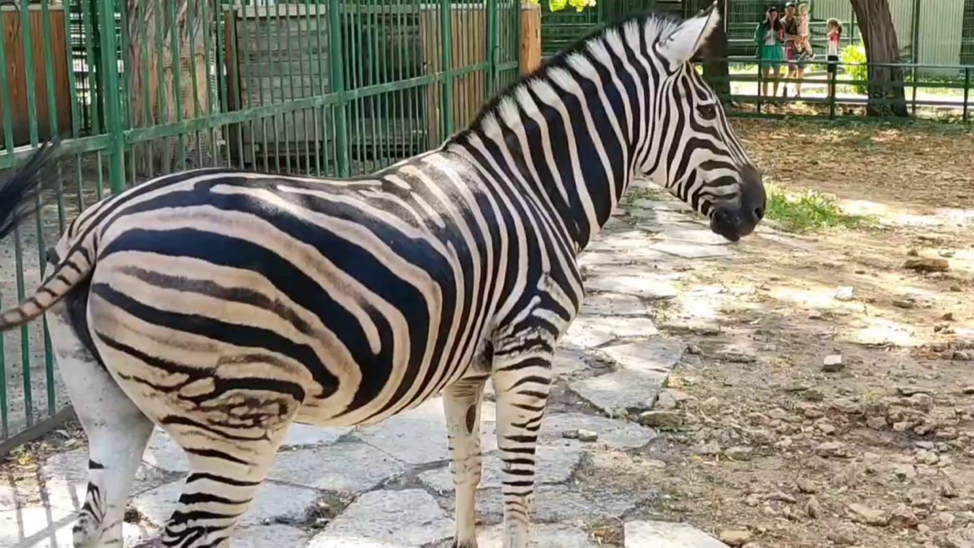 Зебры Адам и Фифа ждут вас смотреть онлайн