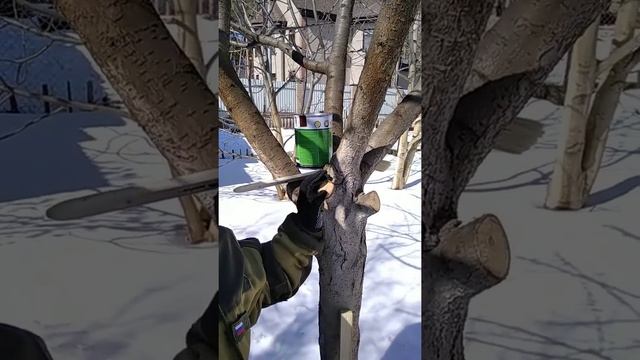 Чем лучше замазать срезы на дереве после обрезки.