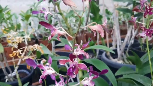 DENDROBIUM BLUE TWIST смотреть онлайн