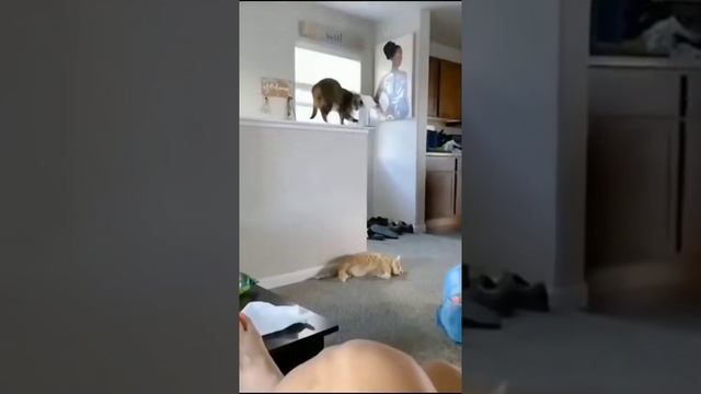 Эти забавный животные смотреть онлайн