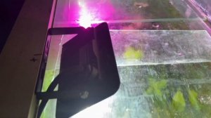 Что бы растения в аквариуме быстро росли и размножались! Секреты аквариумиста.