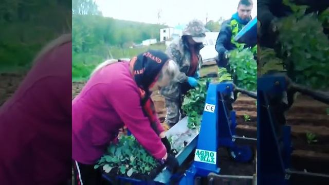 Рассадопосадочная машина для капусты 2-х рядная смотреть онлайн