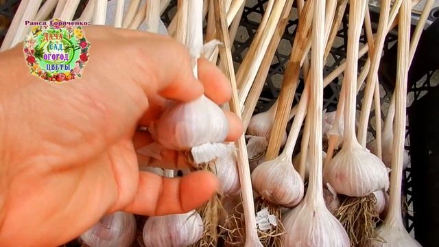 Этот чеснок - лучший в 2019-2020 годах по всем характеристикам и для длительного хранения смотреть онлайн