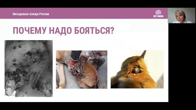 Иксодовые клещи в России и трансмиссивные заболевания собак и кошек.