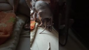 Вязка канадского сфинкса вязка кошек Mating of the Canadian Sphynx mating of a cat 18+