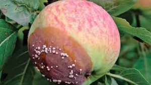 яблоки гниют на дереве, почему и что делать?