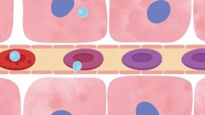 10. Круги кровообращения . Окружающий мир - 3 класс