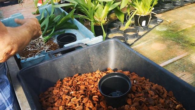 come dividere una pianta di orchidee in quattro piante, tutorial pratico смотреть онлайн