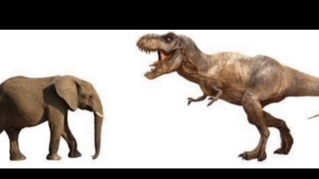 AFRICAN ELEPHANT AND T REX SIZE COMPARISON смотреть онлайн