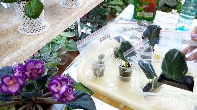 Рассказываю когда и чем подкармливать детки фиалки для быстрого роста и когда это делать не нужно! смотреть онлайн