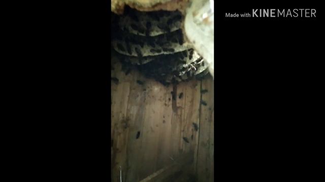 Самостоятельная жизнь пчёл в колоде на дереве. 17.08.19 смотреть онлайн