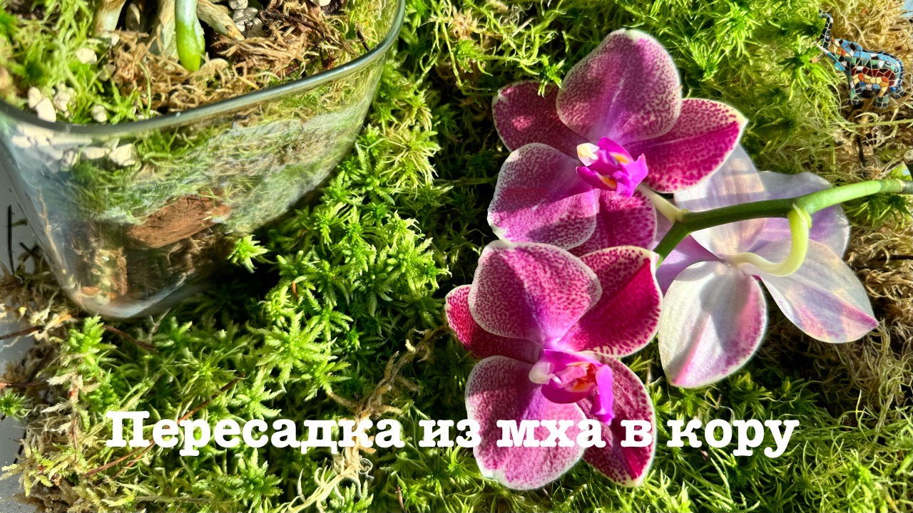 Пересадка орхидеи из мха в кору и насущные орхоблогерские разговоры 😅🙈🙄 #phal #orchid #орхомания смотреть онлайн