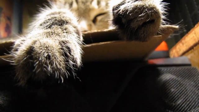 Кошка дремлет под настольной лампой - в "солярии" смотреть онлайн