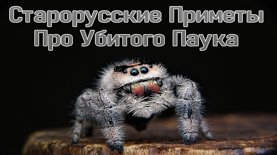Что Будет Если Убить Паука В Доме. О Чем Предупреждают Старорусские Приметы. смотреть онлайн