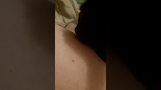 Кот в очередной раз упарывается в сосок смотреть онлайн