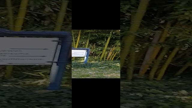 Бамбуки мотивируют к исцелению души|Фрайбург