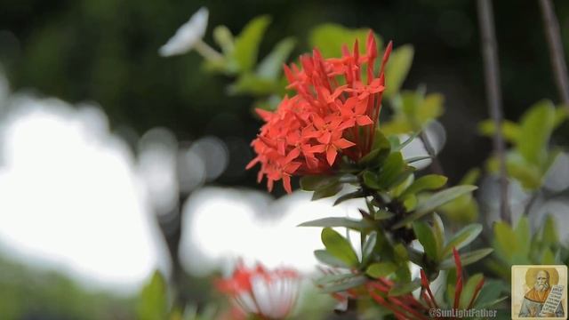 Краткое правило для благочестивой жизни | праведный Алексий Мечёв смотреть онлайн