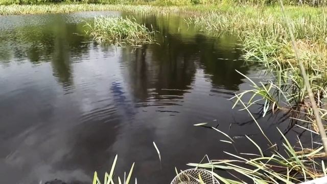 Сборы!!! Охота за крупной краснопёркой!!! Как ловить и где она обитает!!! Рыбалка 26.05.2021.Часть смотреть онлайн