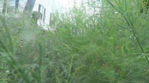 Как отличить женские растения аспарагуса от мужских