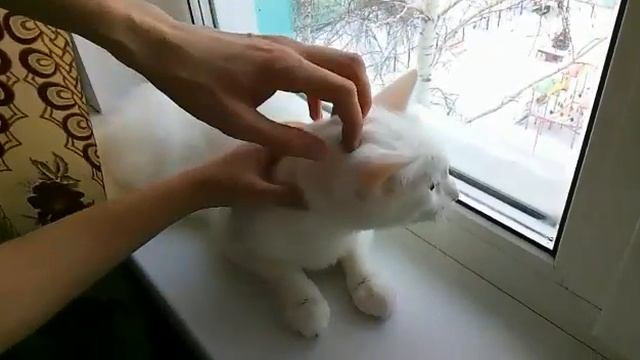 6.5" Смартфон realme C30 32 ГБ голубой смотреть онлайн