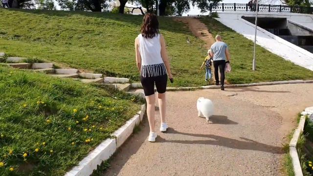 Немецкий шпиц Отис смотреть онлайн