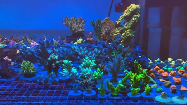 Acro «REEF EXCLUSIVE» смотреть онлайн
