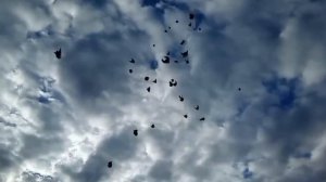 голуби СВГ Атаман.mp4