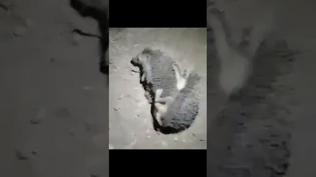 Ёжики * бутся))) смотреть онлайн