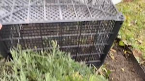 КАК УКРЫТЬ ЛАВАНДУ НА ЗИМУ | Простой способ подготовки лаванды к зиме