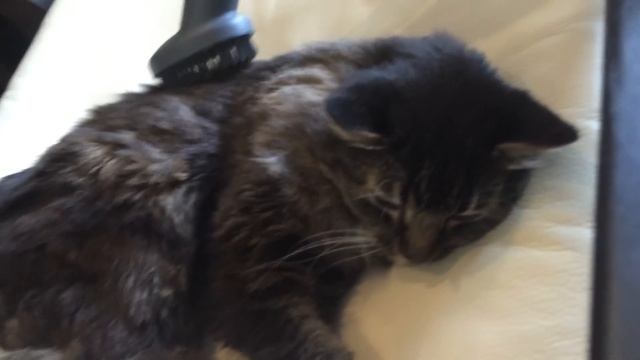 Кот и пылесос. Cat and Vacuum cleaner смотреть онлайн