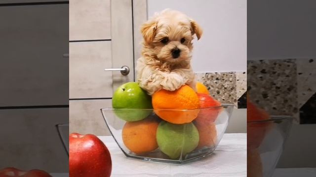 ЩЕНКИ МАЛЬТИПУ Ф1 смотреть онлайн