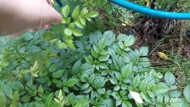 №1.Начали с мамой восстанавливать огород/Много работы предстоит. смотреть онлайн