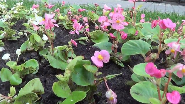 ТС. Цветовая волна на главной аллее ЕкаПарка 29.05.2013 смотреть онлайн