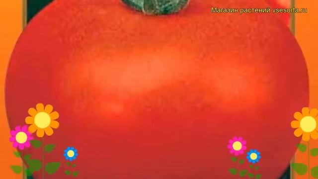 Томат Король-Гигант IХ F1. Краткий обзор, описание характеристик solánum lycopérsicum смотреть онлайн