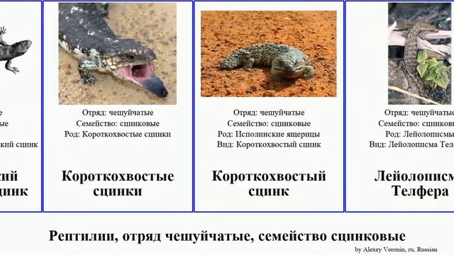 Рептилии, отряд чешуйчатые, семейство сцинковые гологлаз сцинки Reptilia исполинская Африканские