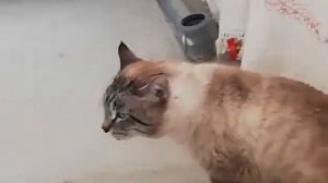 Вой котов