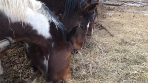 Как ест лошадь