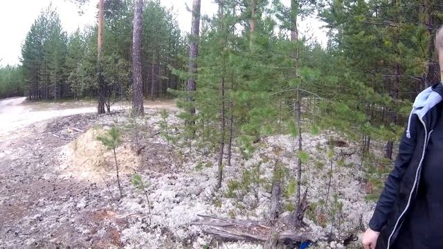 БЕЛЫЕ ГРИБЫ//СОБИРАЕМ БЕЛЫЕ ГРИБЫ СУРГУТ//ВЫЕЗД ЗА ГРИБАМИ//ШИКАРНЫЕ ГРИБОЧКИ//ТИХАЯ ОХОТА смотреть онлайн