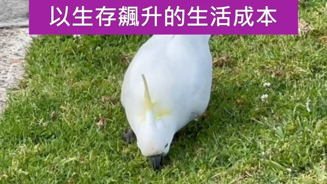 Wednesday 11 October 2023——使用Clipchamp制作 смотреть онлайн