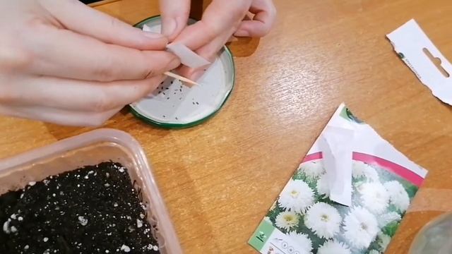 Посадка хризантемы семенами.Проверенный способ.