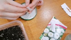 Посадка хризантемы семенами.Проверенный способ.