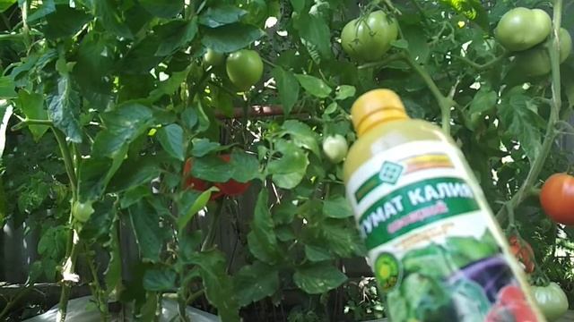 Гумат калия для томатов в июле. #томаты смотреть онлайн