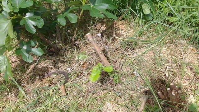 Ancora ricaccio anno scorso e scegliere cosa potare - Agroforestazione смотреть онлайн