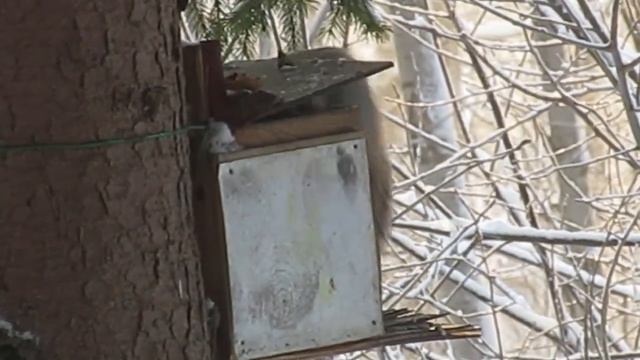 Белка в минус 30 - Forest Squirrel at minus 30 - Scoiattolo della foresta in meno 30 смотреть онлайн