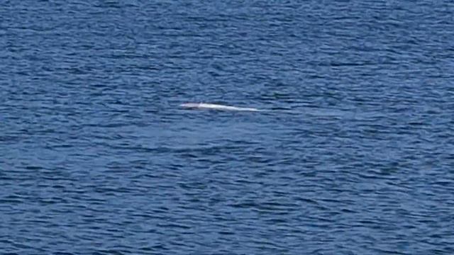 Кит белуха маяк Токаревского смотреть онлайн